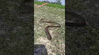 Biggest Snakes 🥨  