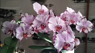 Орхидея фаленопсис Magic Art ❤️