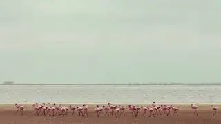 Omary, Soulzak - Sufi