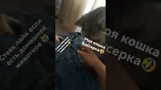 моя кошка по утрам #кошка#пуша#бокс