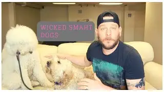 HOW TO PICK THE RIGHT DOG? GOLDENDOODLE Review