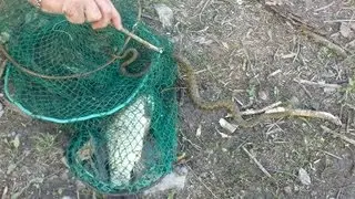 Змія на Дністрі