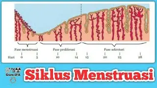 menstrual cycle in women - menstrual phases - hormones that work during menstruation