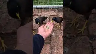 Parrot Talking - Smart And Funny Parrots Video | EP729