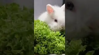 Как вам такие милейшие создания???