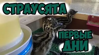 ❗❗❗ВЫВОД СТРАУСЯТ ❗❗❗ / ПЕРВОЕ КОРМЛЕНИЕ / ПРОПОЙКА