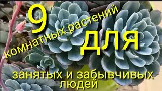 9 комнатных растений,которые достаточно поливать  раз в месяц..