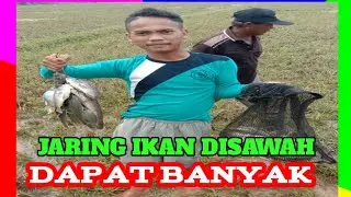 Jaring ikan di sawah || gak nyangka || dapat ikan nya banyak banget