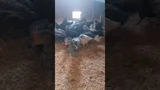 Наши цыплята.