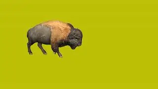 Wild buffalo walking and running on green screen cartoon characters no copyright