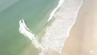 visit the mid north coast beaches fishing wildlife dolphins and sharks