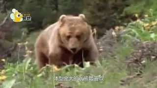 灰熊盯上美洲狮，谁能更胜一筹镜头拍下全过程