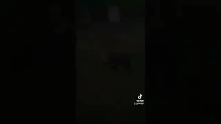 Петя бультерьер 