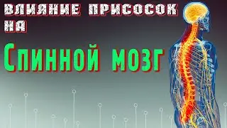 Влияние присосок от тёмных на Спинной мозг