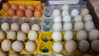 Из Германии в  Сибирь🤔 Начало инкубационного сезона🐣🐤🐥