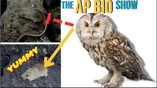 Survival of the Fittest | Natural Selection in the Rock Pocket Mouse