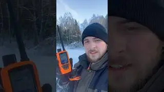 Испытываем GPS ошейник Artelv solo в тайге #ошейник #artelv #тайга #охота #рыбалка