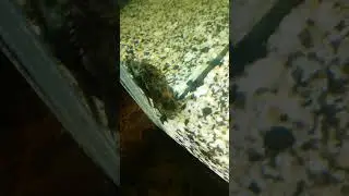 Сомик анцытрус в цихлиднике