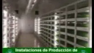 Eleusis Forraje Verde Hidroponico. Lideres en hidroponia. La Solucion a sus problemas