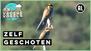 Vroege Vogels in Europa | Compilatie Zelf Geschoten | Vroege Vogels