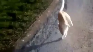 котик съел бутербротик