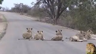 Мир животных👍👍👍