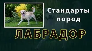 Стандарты пород. Лабрадор
