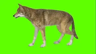 Green screen wolf video | wolf idle (B) green screen