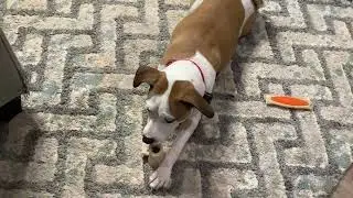 Maisy