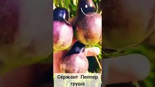 Обзор томатов по сортам!
