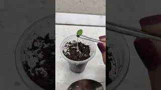 убираем не раскрывшиеся семена с рассады #совет #идея #лайфхак