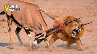 22 Most Unbelievable Moments When Deadly Horns Crush Predators  | Animal Fights