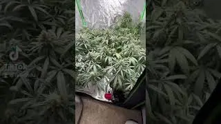snoop