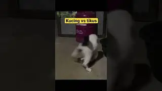 Tikusnya KO
