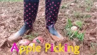 Apple Picking at Homestead Farm - Things to do near DC