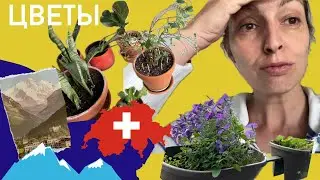 Мое впечатление от спектакля. Мои растения.