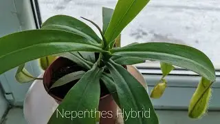 Planta carnivora Nepenthes Hybrid.