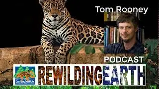 Episode 5: Tom Rooney on Wolves, Pine Martins, and Rewilding in the Upper Midwest