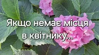 НОВІ СОРТИ ГОРТЕНЗІЙ. Перевалка у великий горщик на дорощування. Збереження квіткових бруньок.