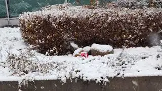 Kubi Snow 4k60