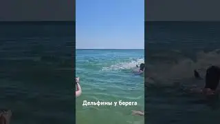 Анапа,дельфины спокойно плавают у самого берега