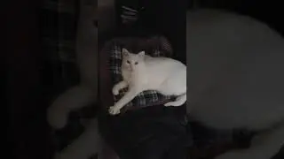 Supa chill cat part 8
