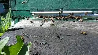 Пчелы работают 2 | the work of bees 2