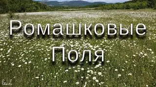 РОМАШКОВЫЕ ПОЛЯ В БАЙДАРСКОЙ ДОЛИНЕ | CHAMOMILE FIELDS IN THE BAYDAR VALLEY [OC Shorts]