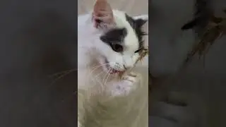 Кошка и колосья