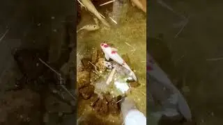 ASMR Koi🀄Carp 