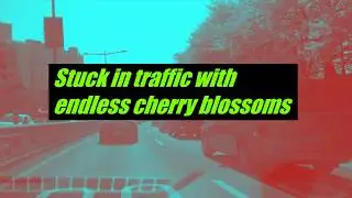 Stuck in traffic with endless cherry blossoms in Seoul, South Korea