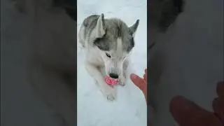 ХАСКИ ОХРАНЯЕТ. ДРЕССИРОВКА.