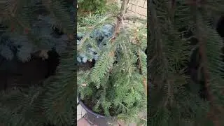 🍁🍃🍂Осенний обзор хвойных и лиственных на штамбе и без | Telegram: https://t.me/love_is_hvoiny_dvorik