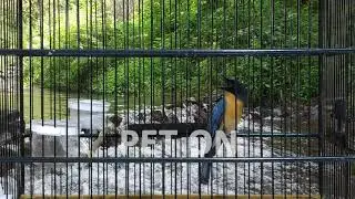 Tledekan Gunung: Burung Cantik dengan Suara yang Merdu E2